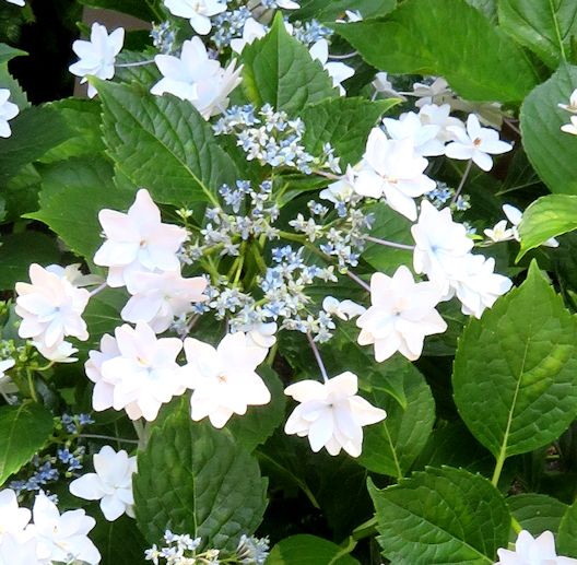 隅田の花火