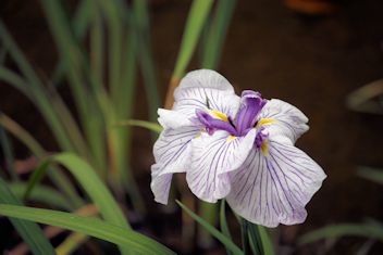 花奴（江戸系）