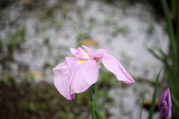 狩衣（大船系）